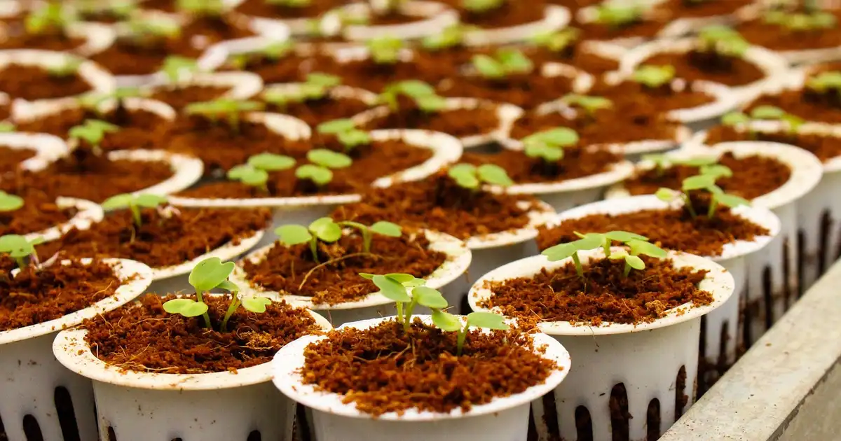 Quel semis faut-il commencer en avril au potager bio, planche de légumes paillée avec fleurs mellifères et associations de cultures