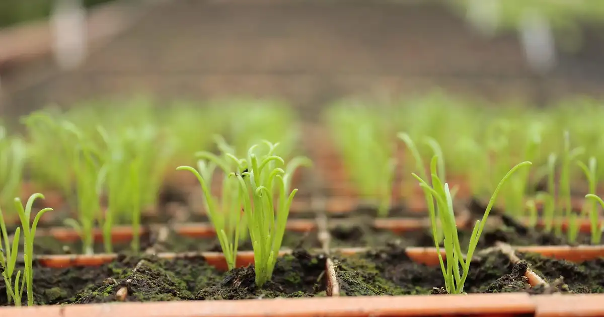 Quel semis faut-il commencer en avril en permaculture dans un potager paillé et diversifié avec légumes et fleurs