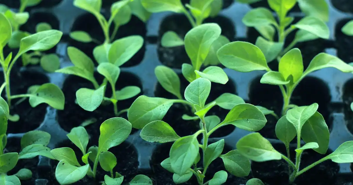 Quel semis faut-il commencer en avril en pleine terre, vue d'un potager avec rangs de carottes, radis et salades fraîchement semés