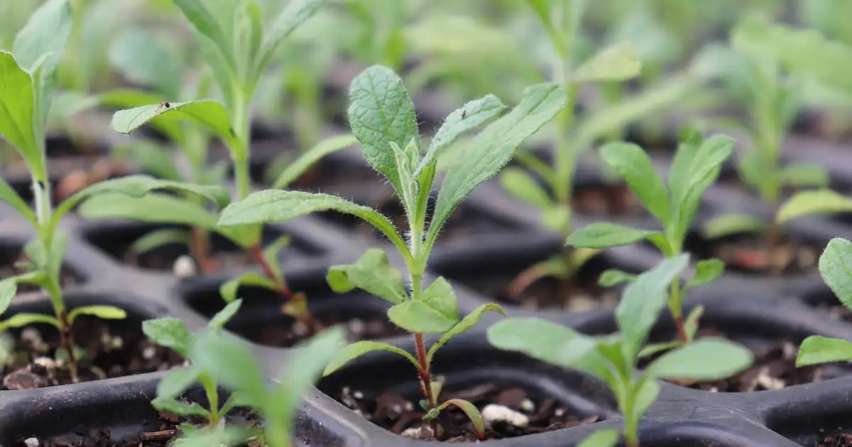Quel semis faut-il commencer en avril au potager, exemples de rangs de légumes semés en pleine terre et sous abri