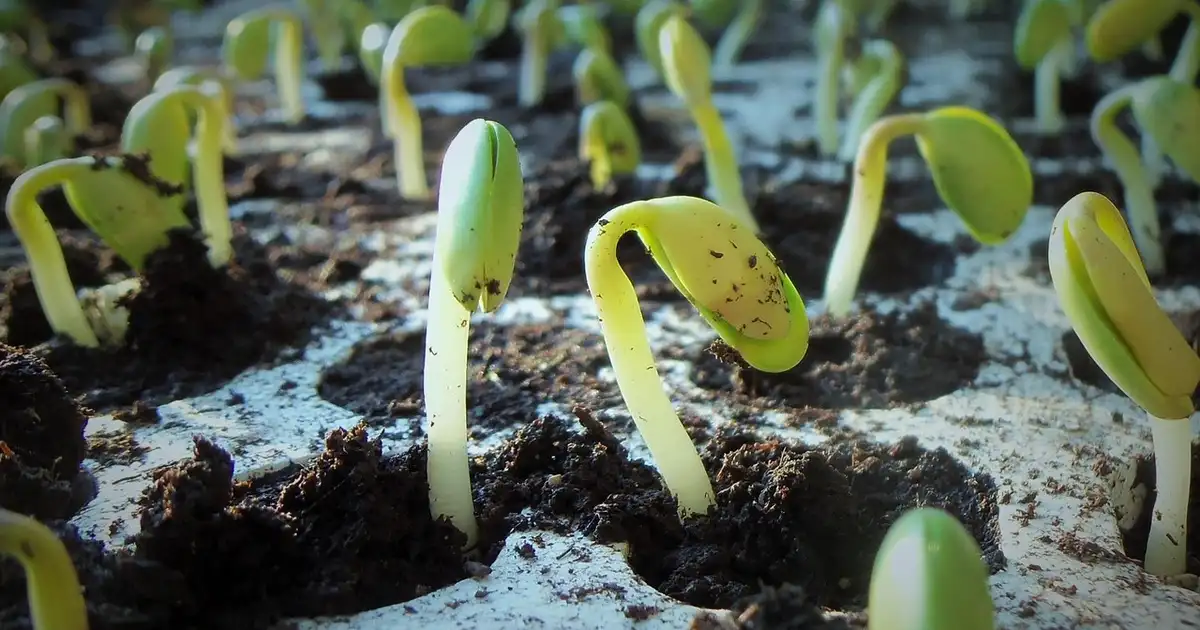 Quel semis faut-il commencer en avril au potager, exemple de planches avec légumes et fleurs semés sous châssis et en pleine terre
