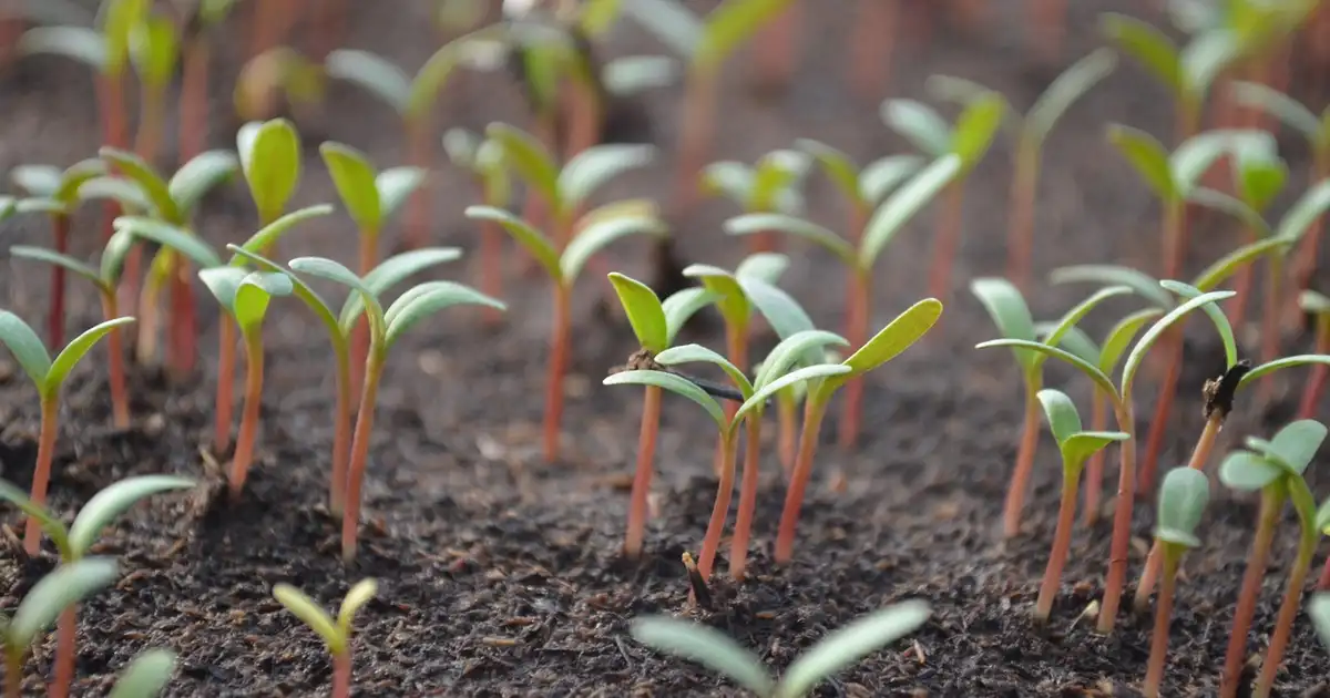 Quel semis faut-il commencer en avril sous abri, vue intérieure d'une serre avec godets de tomates, courgettes et basilic en germination