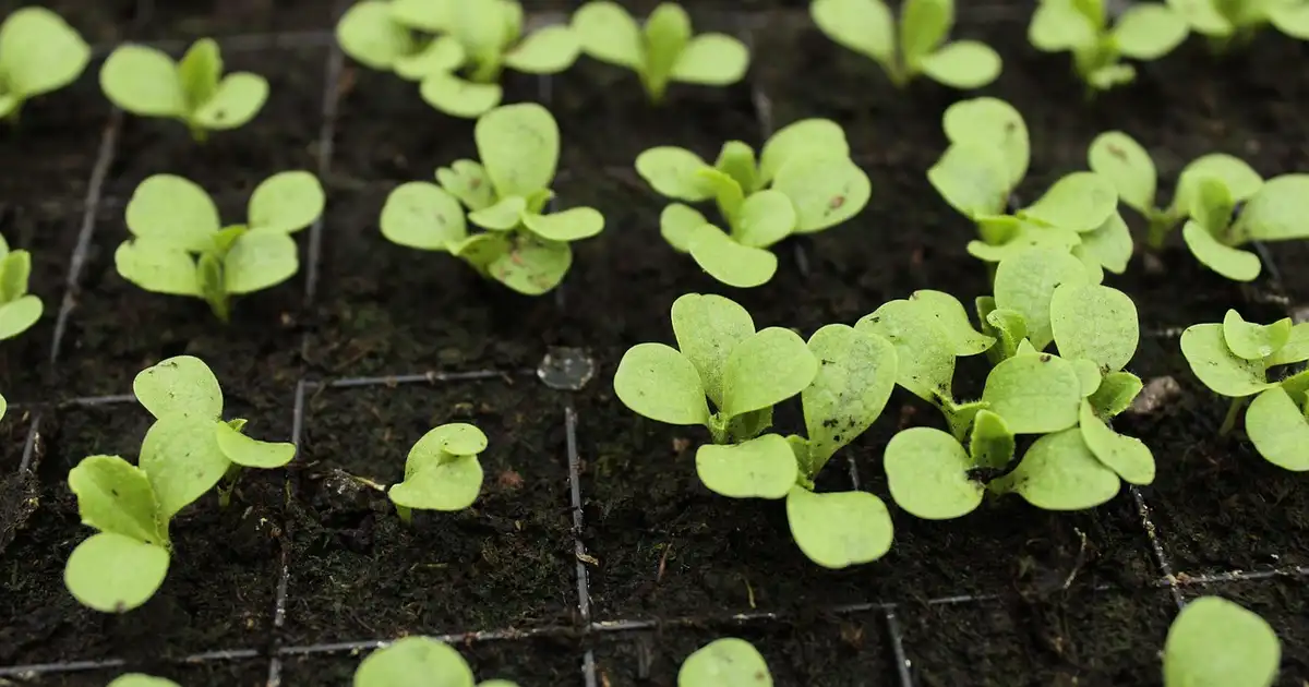 Planche de potager montrant quel semis faut-il commencer en mars en pleine terre avec rangs de carottes et radis