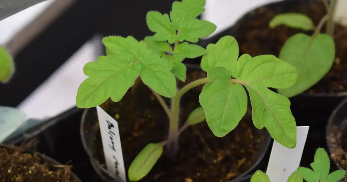 Potager en préparation avec étiquettes indiquant quel semis faut-il commencer en mars sous abri et en pleine terre