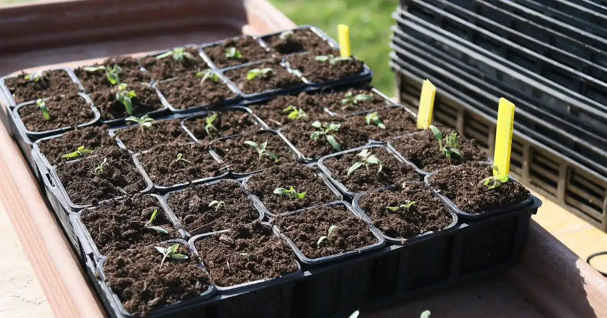 Quel semis faut-il commencer en mars au potager, vue de jeunes plants en godets et en pleine terre