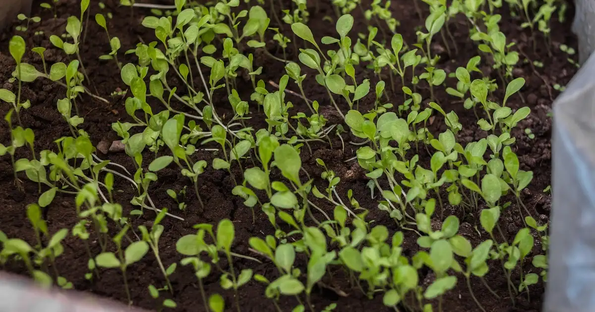 Butte de permaculture montrant quel semis faut-il commencer en mars avec légumes, fleurs et aromatiques mélangés