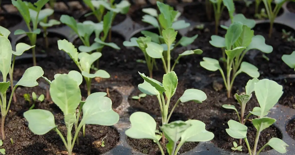Quel semis faut-il commencer en mars en permaculture, planches paillées avec jeunes semis et engrais verts