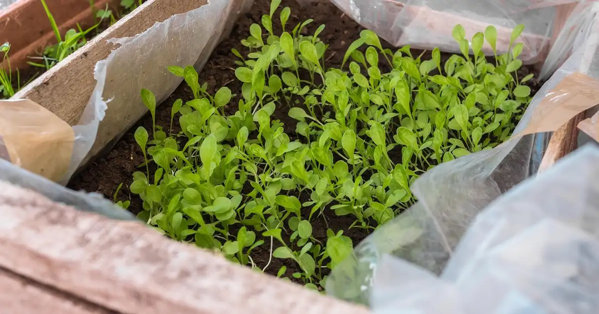 Table de culture en serre montrant quel semis faut-il commencer en mars sous abri avec godets de tomates et salades