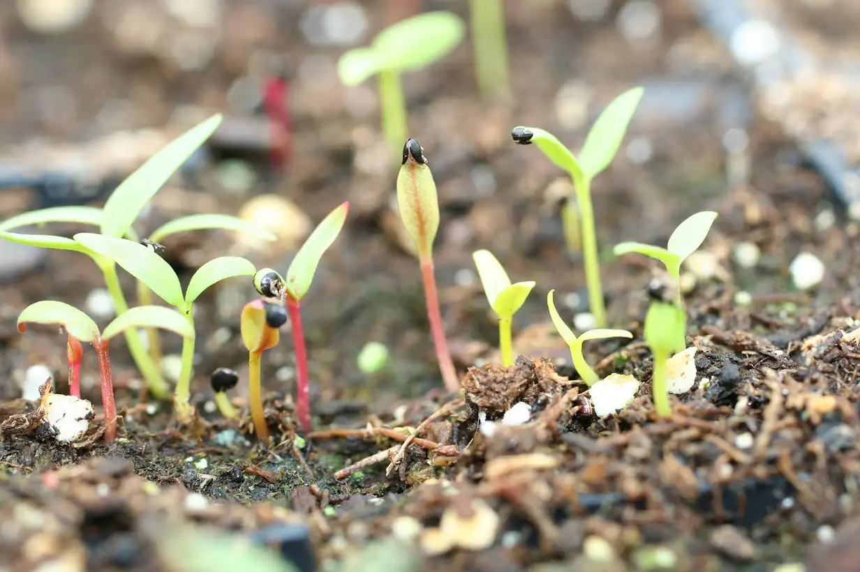 Potager en hiver avec caissettes de jeunes plants montrant quels semis faut-il commencer en février sous abri et en pleine terre