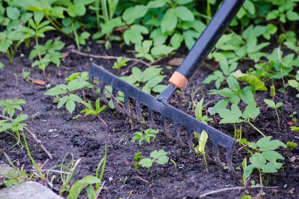 Jardinier utilisant un râteau pour rassembler les feuilles et émietter la terre dans un potager bien entretenu