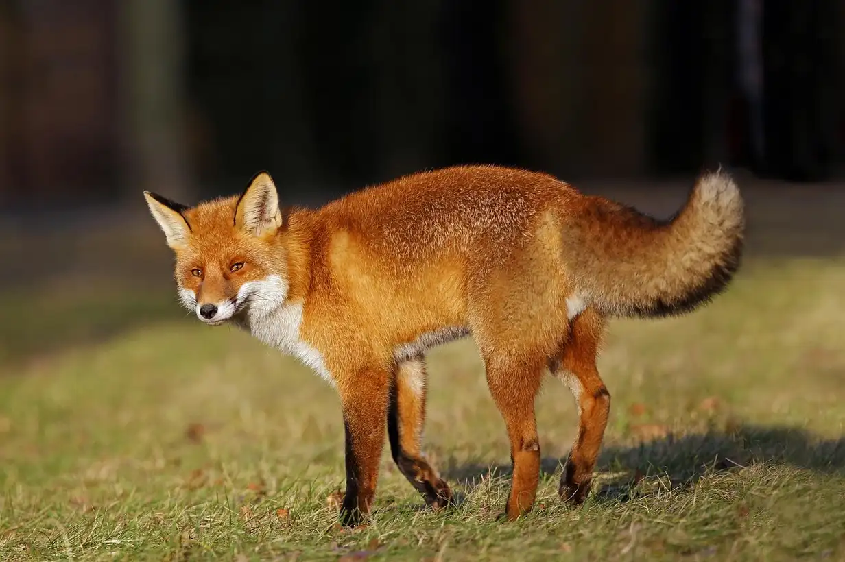 Renard au jardin observant un potager clôturé, illustrant la cohabitation possible entre renard et jardin familial