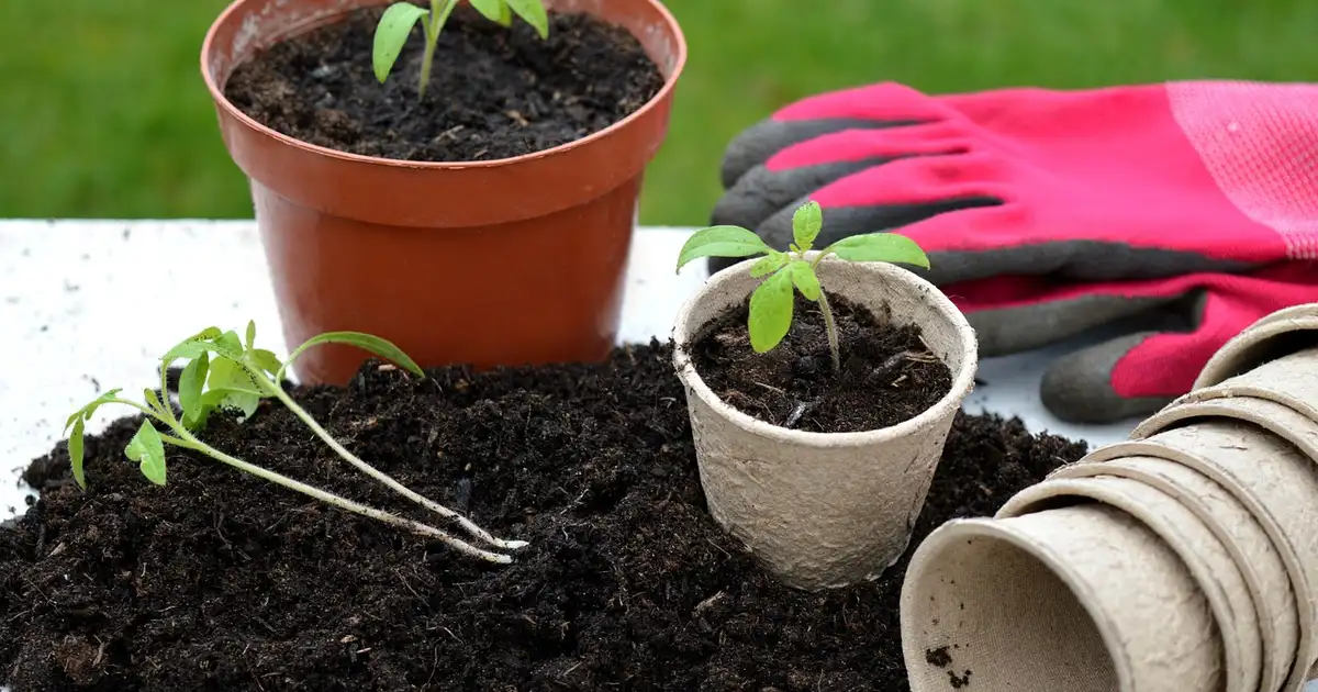 Repiquage et plantations de jeunes plants de légumes dans un potager bien organisé