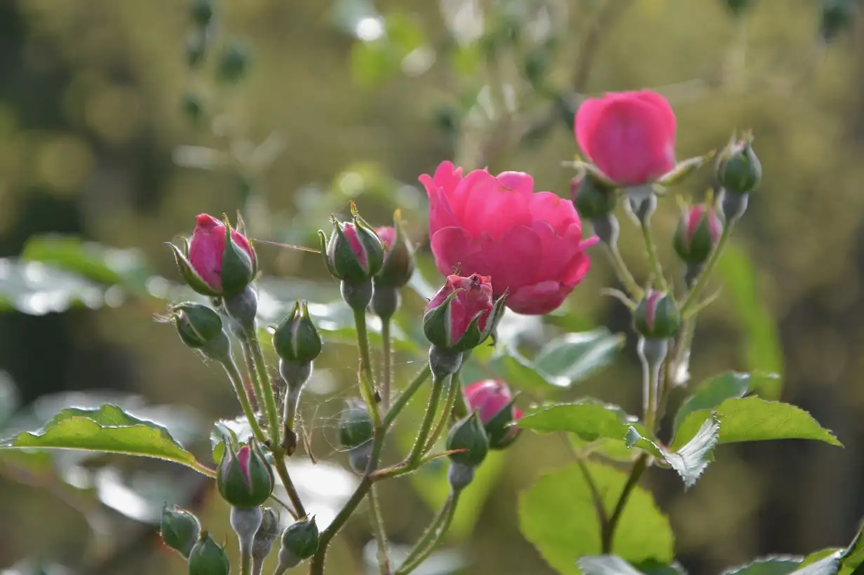 Rosier : guide complet pour prévenir et traiter les maladies, avec feuilles saines et quelques symptômes d’oïdium et taches noires bien visibles