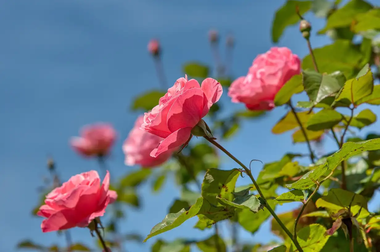Rosier : guide complet pour une taille réussie, montrant un jardinier taillant un rosier avec un sécateur bien affûté au printemps