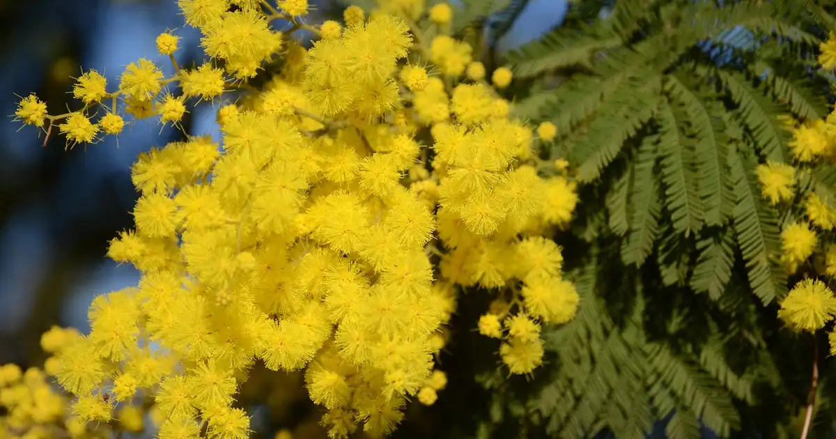 Saint-Valentin : guide des fleurs locales et de saison illustré par un bouquet hivernal de fleurs françaises posé sur une table de jardin
