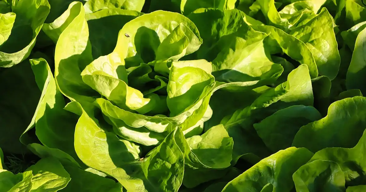 Plan de salade au potager avec jeunes feuilles vertes prêtes à être récoltées