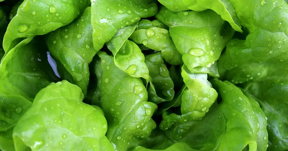 Planche de salade d'hiver sous voile d'hivernage avec givre léger