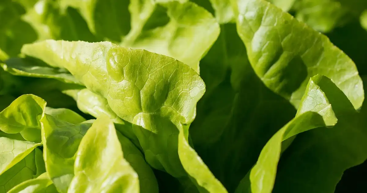 Planche de permaculture avec salades paillées et associées à d'autres légumes