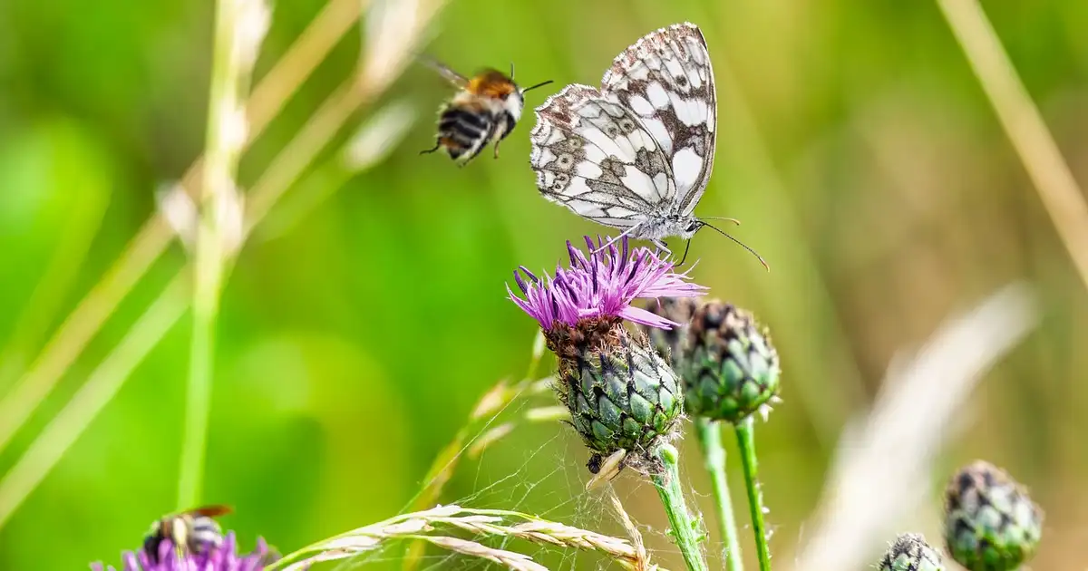 Traitement des parasites avec des méthodes bio grâce aux animaux auxiliaires, hérisson et oiseaux dans un jardin naturel