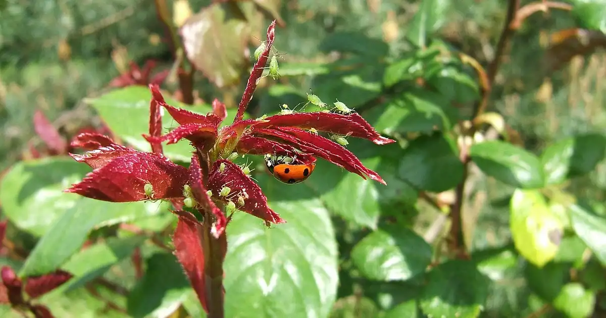 Traitement des parasites avec des méthodes bio sur rosiers, utilisation de solutions naturelles contre pucerons et maladies