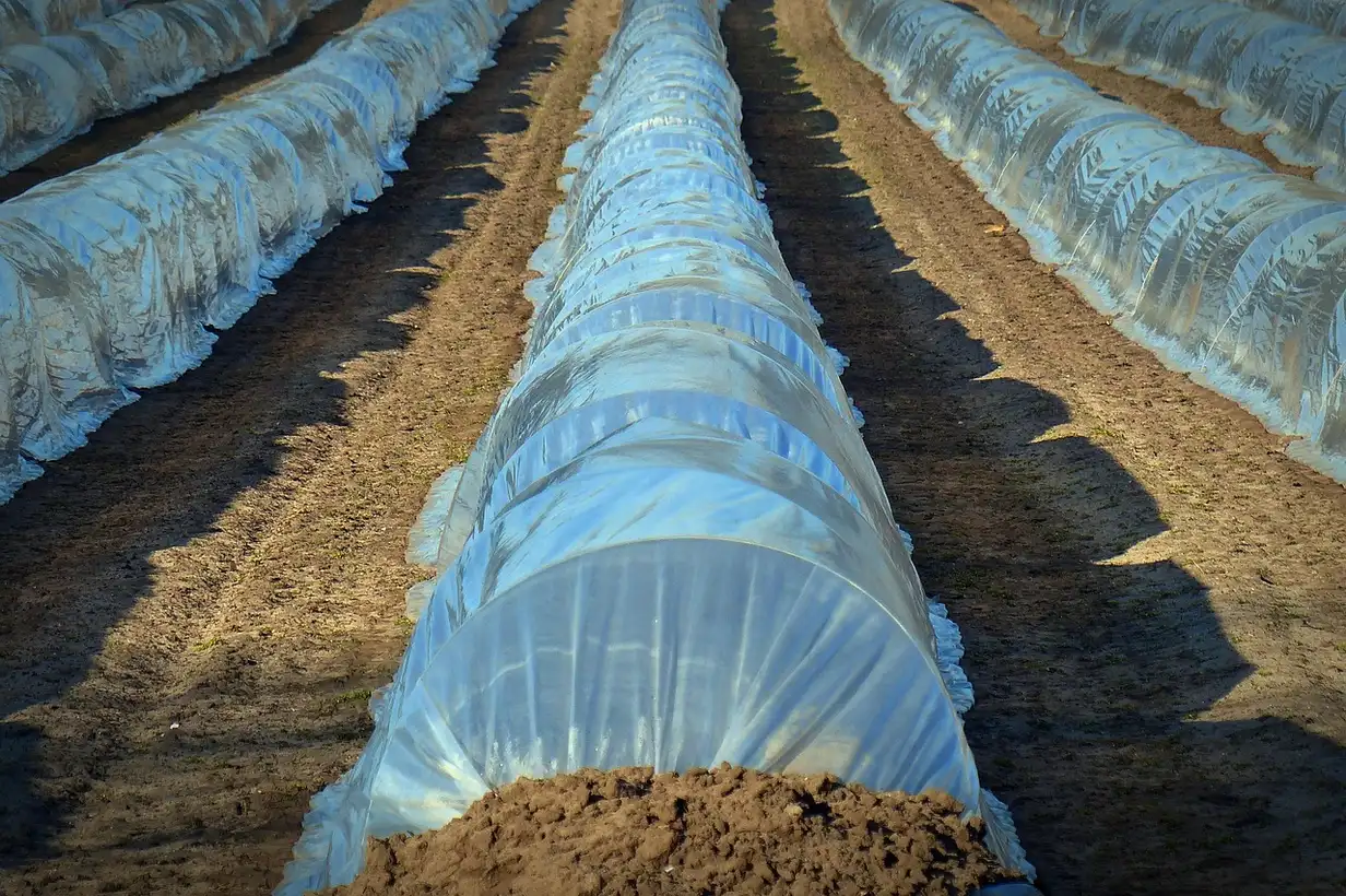 Voile d’hivernage installé sur des arbustes et des légumes au potager pour les protéger du gel et du vent en hiver