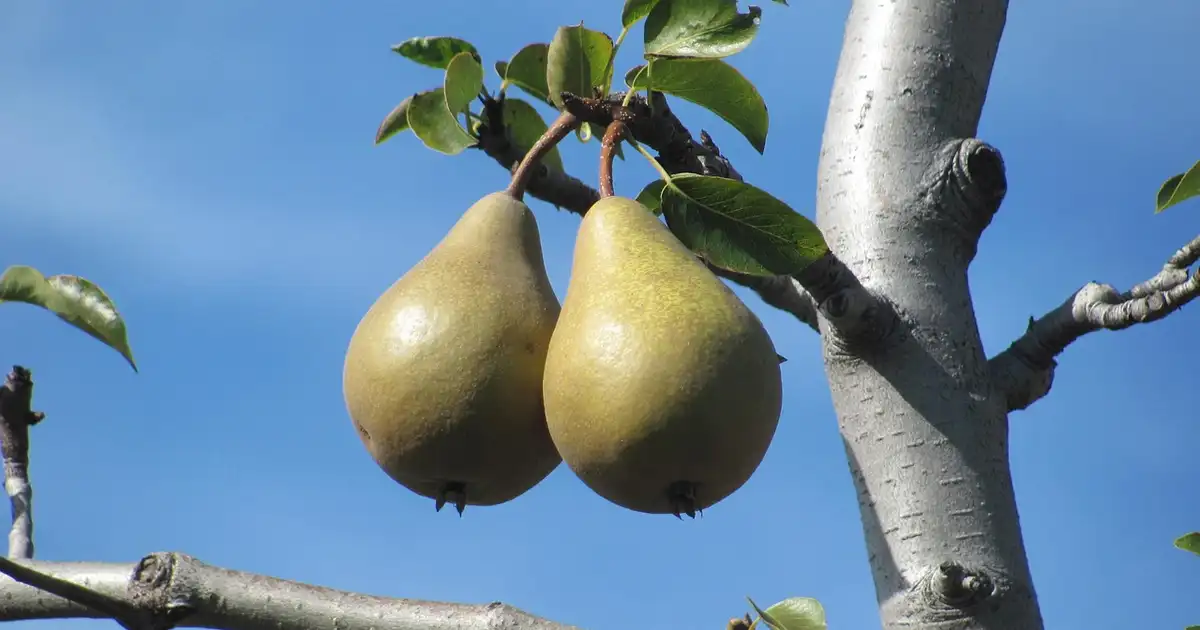 Comment faire une greffe sur un fruitier avec des gestes précis, en choisissant un bon porte-greffe et un greffon sain pour un arbre productif