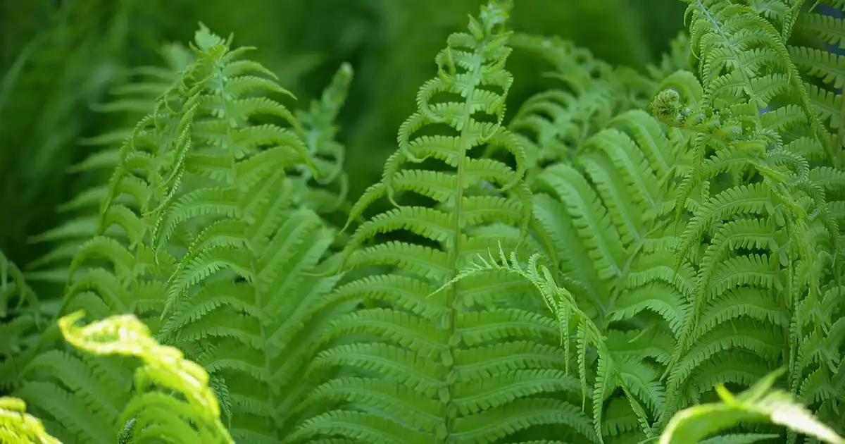 Massif d'ombre avec différentes variétés de fougères associées à des hostas et heuchères