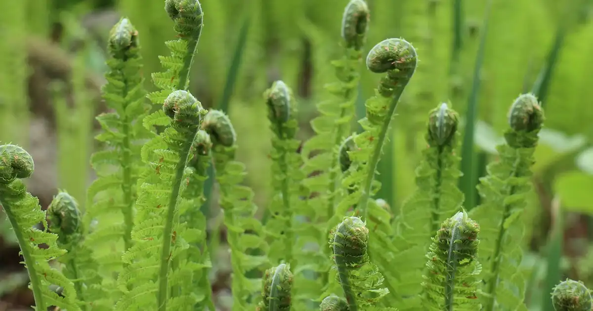 Massif de fougères luxuriantes au jardin montrant le feuillage vert découpé de différentes espèces de fougères