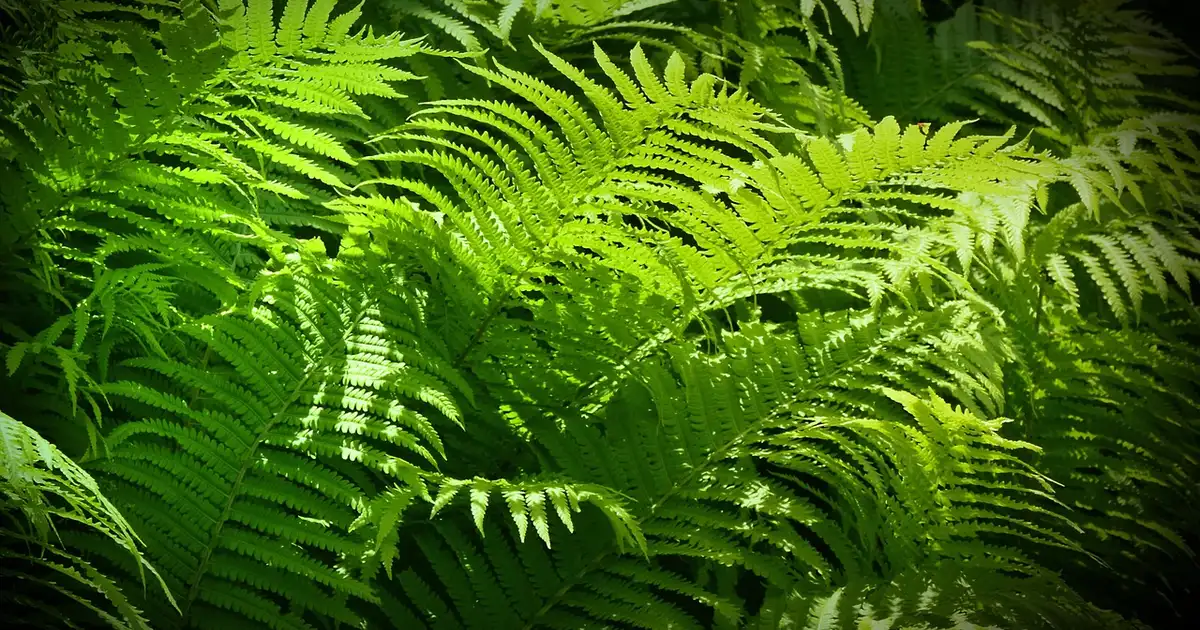Fougères d'intérieur en pot sur une étagère près d'une fenêtre lumineuse avec feuillage vert luxuriant