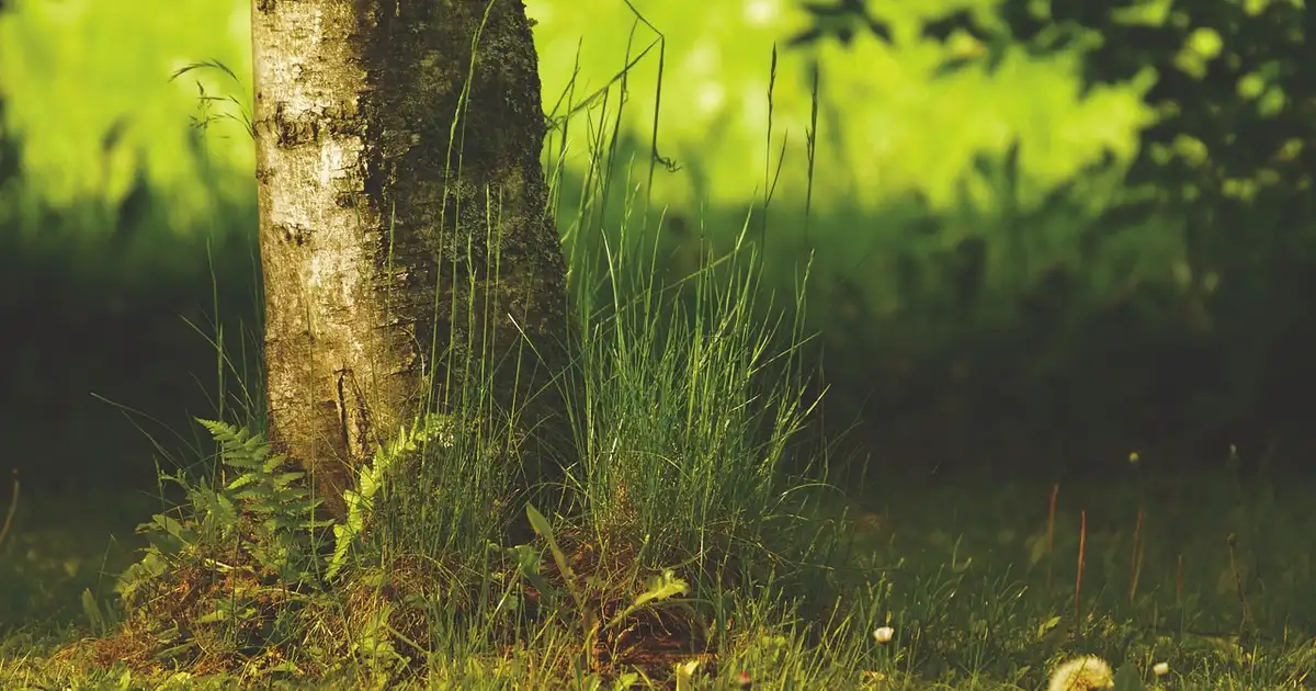 Sous-bois de permaculture avec fougères couvrant le sol et créant un microclimat frais et humide