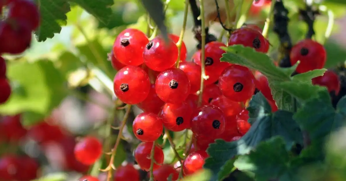 Groseiller en pot sur une terrasse ensoleillée avec des grappes de groseilles rouges