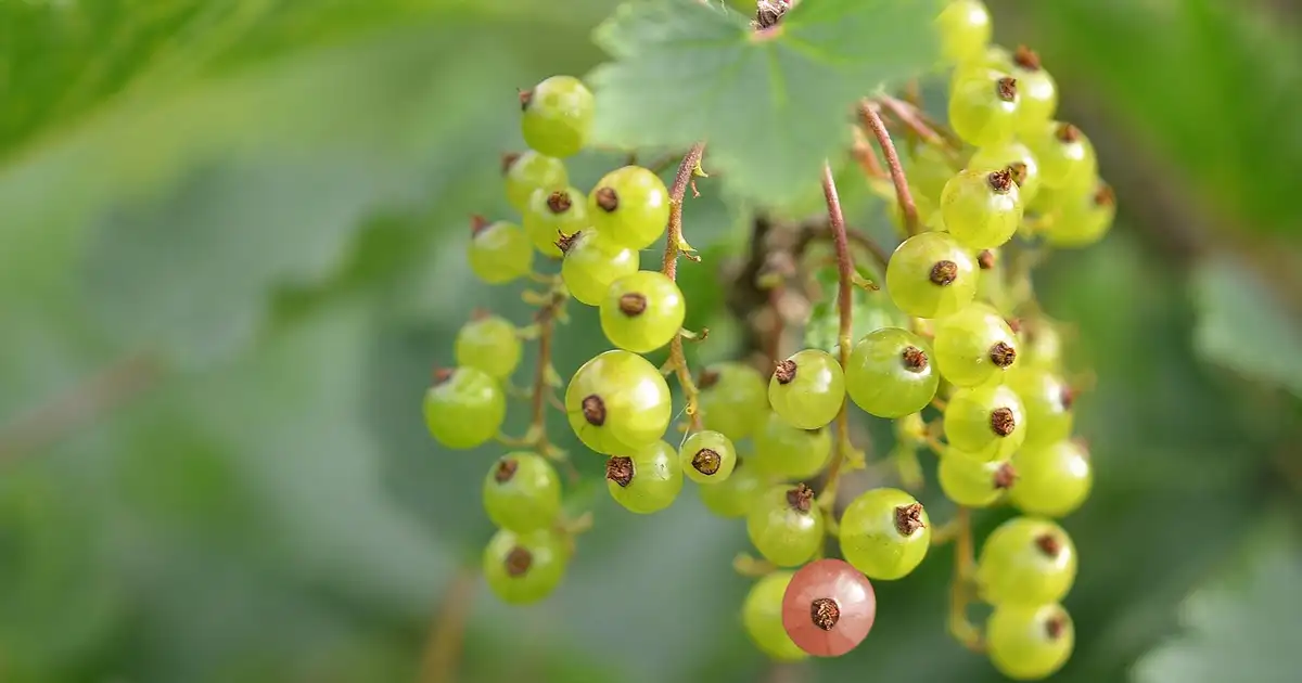 Haie nourricière avec groseillers et autres arbustes fruitiers en permaculture