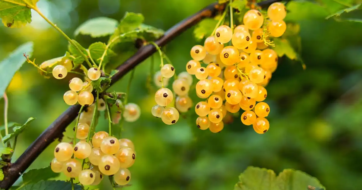 Groseiller chargé de grappes de groseilles rouges mûres dans un jardin familial