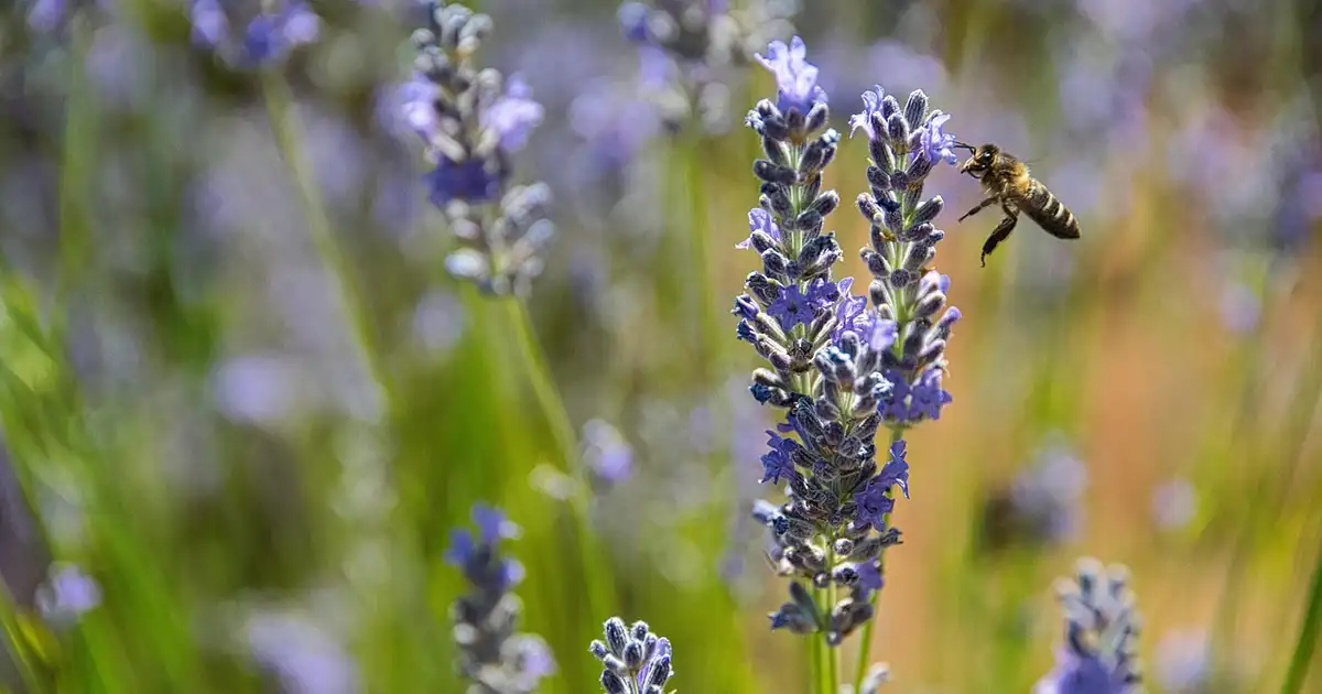 Massif mêlant lavande et rosiers en fleurs, contraste de couleurs violettes et roses dans un jardin