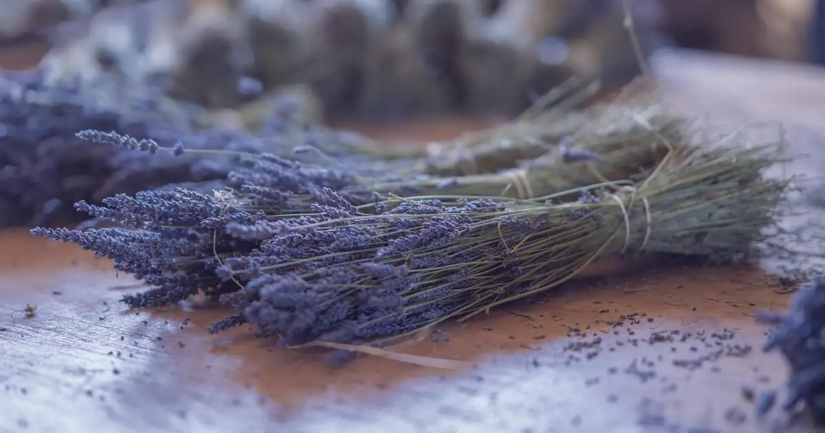 Massif de lavande en pleine floraison dans un jardin ensoleillé, rangées de lavande bien taillées