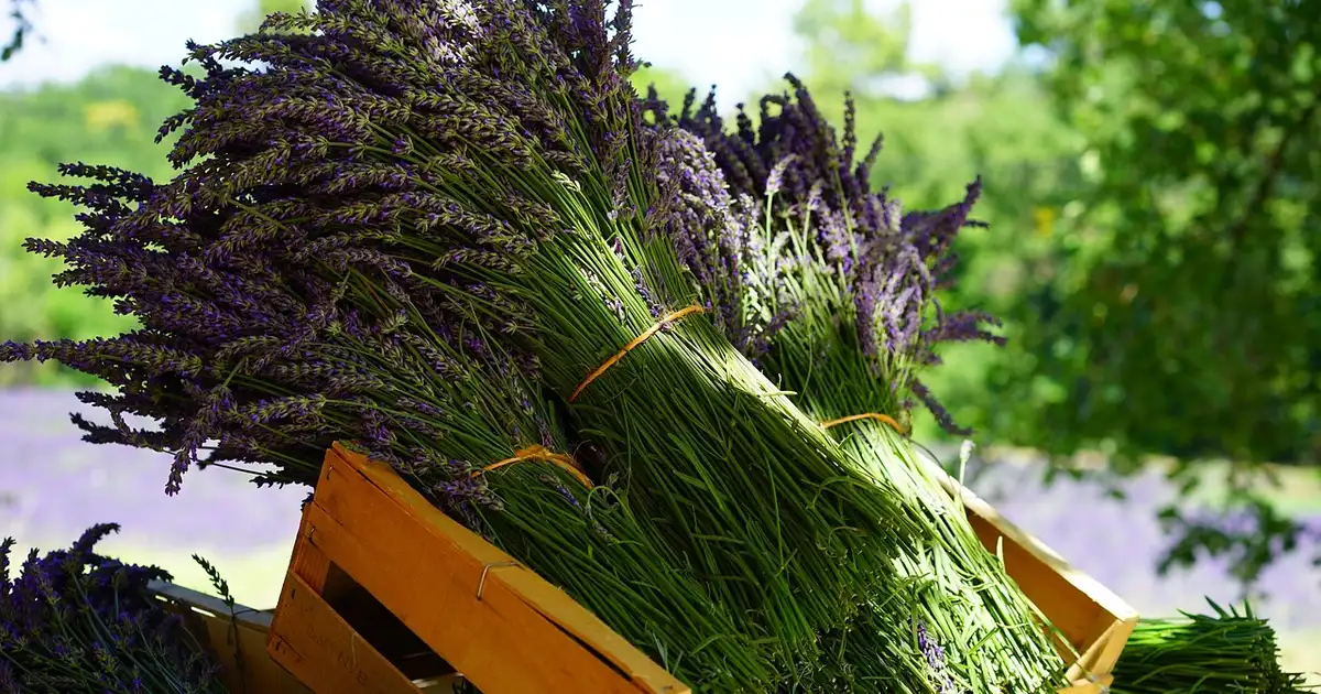 Bouquets de lavande séchée suspendus tête en bas dans une pièce sombre et aérée