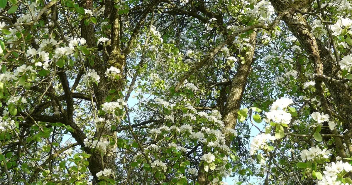 Les arbres fruitiers les plus résistants plantés dans un verger familial, supportant le froid, le vent et des conditions de culture difficiles