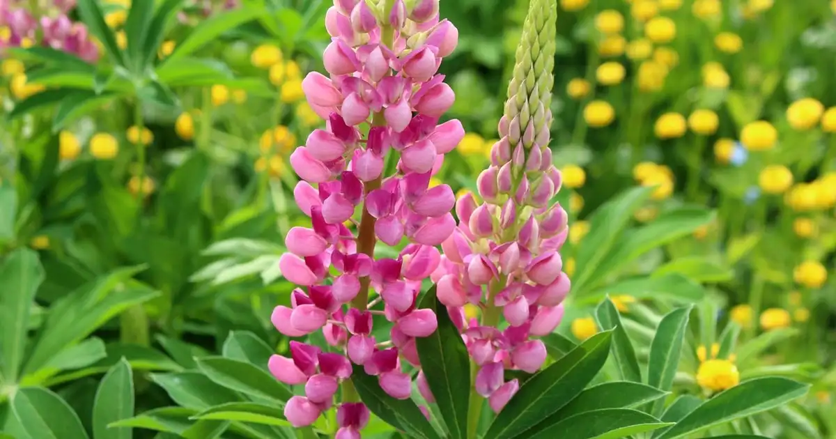 Rangée de lupin au potager associée à des légumes dans un jardin naturel