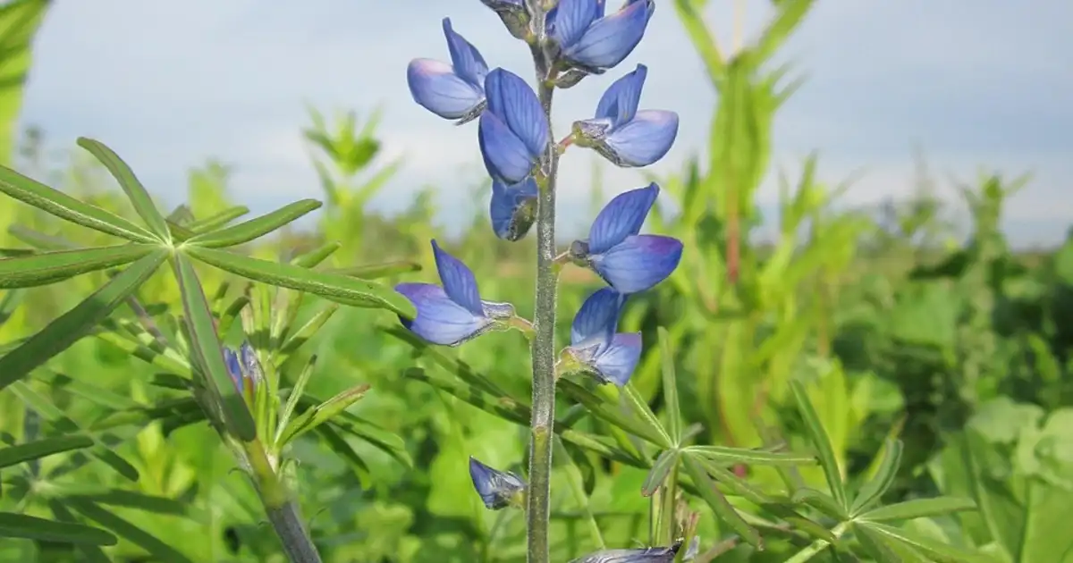 Graines de lupin comestible dans un bol en verre prêtes à être utilisées en cuisine