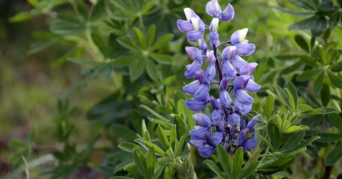 Massif fleuri de lupin coloré en pleine floraison dans un jardin naturel