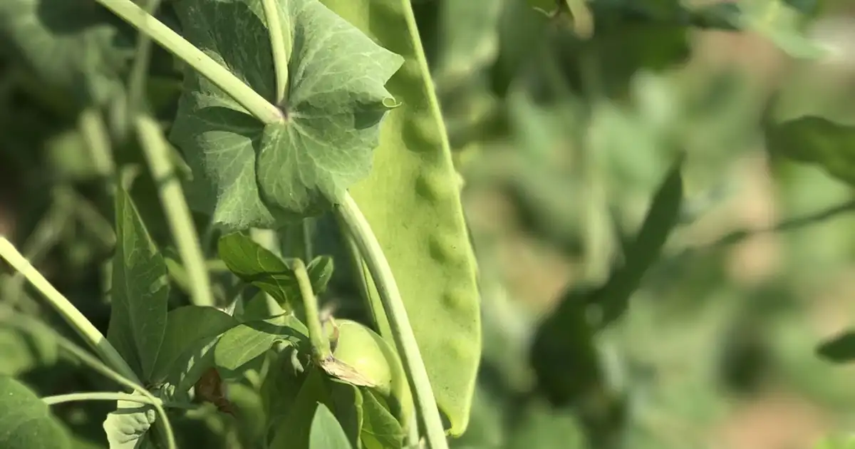 Rangées de Mangetout (pois gourmand) bien tuteurés au potager, avec gousses vertes prêtes à être récoltées