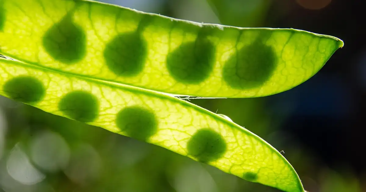 Feuillage de Mangetout (pois gourmand) montrant quelques taches d'oïdium et présence de pucerons