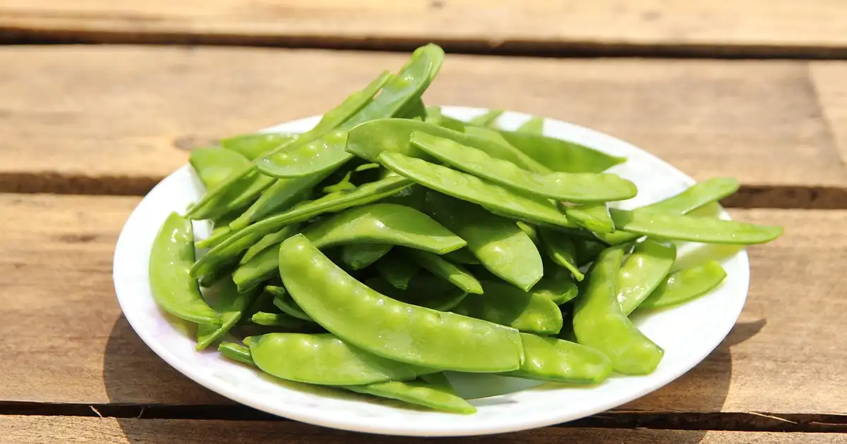 Bol de Mangetout (pois gourmand) fraîchement récoltés, gousses vertes et croquantes prêtes à être cuisinées