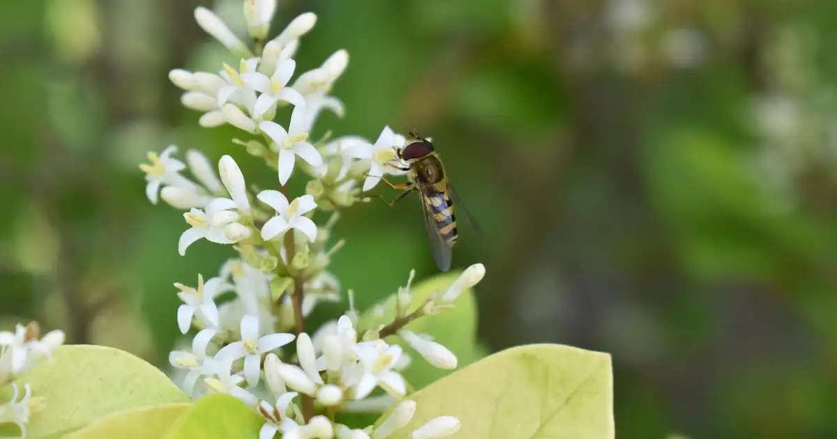 Parfumer son jardin avec des massifs de plantes parfumées, arbustes et grimpantes créant une ambiance odorante harmonieuse au fil des saisons