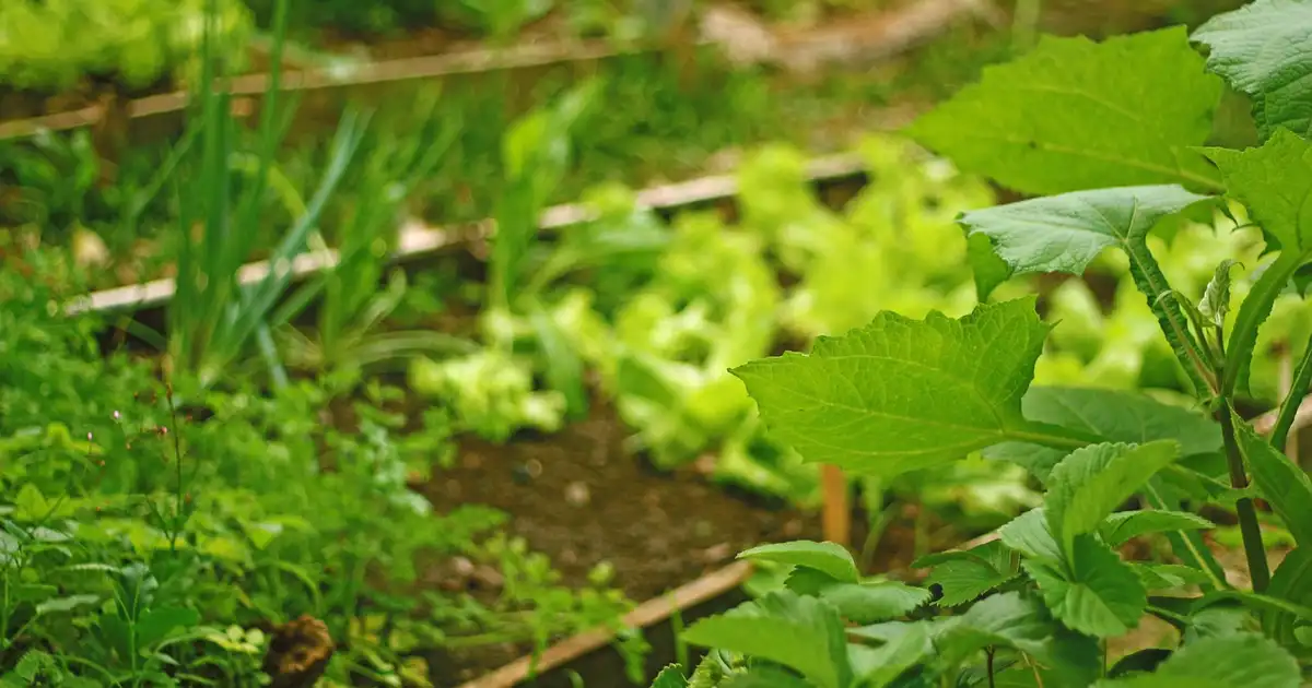 Que faut-il planter en mai au jardin, avec un potager bien organisé, des fleurs en bordure et quelques arbustes fruitiers en arrière-plan