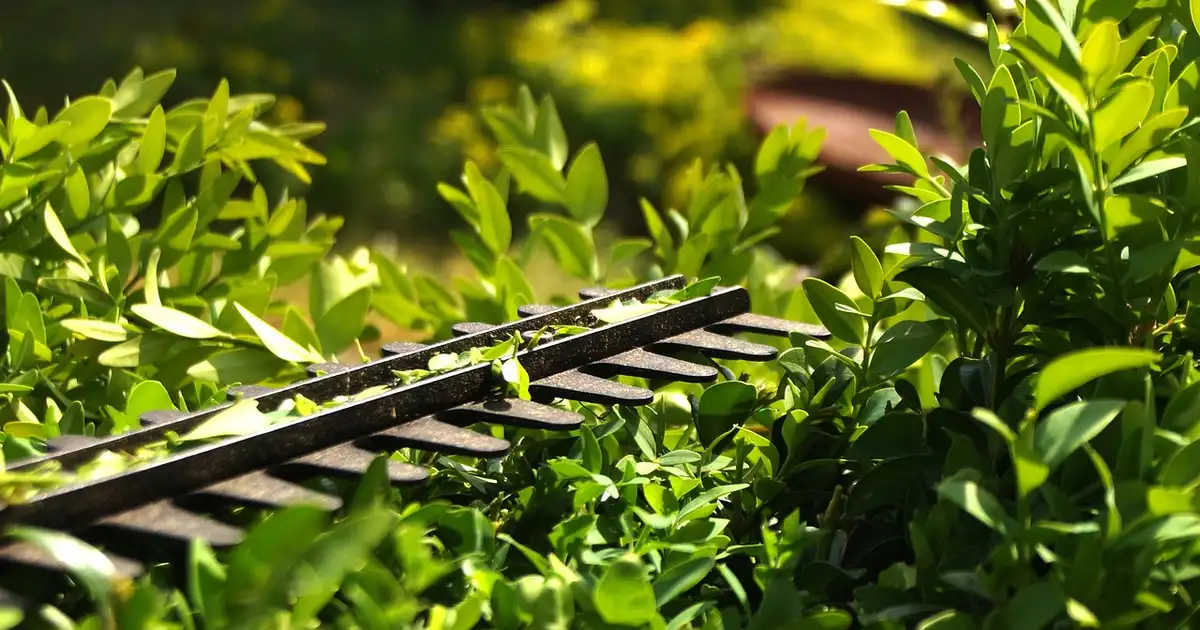 Que faut-il tailler en mai au jardin, vue de massifs, arbustes et fruitiers en pleine croissance avec un jardinier en train de tailler