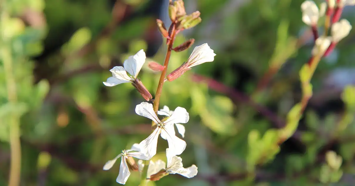 Planche de permaculture avec roquette en couvre-sol parmi d'autres légumes et fleurs