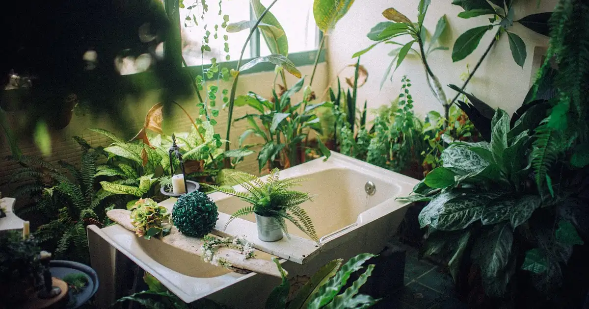 Top 5 des plantes d’intérieur pour l’hiver placées près d’une fenêtre, montrant différentes textures et couleurs adaptées à la saison froide