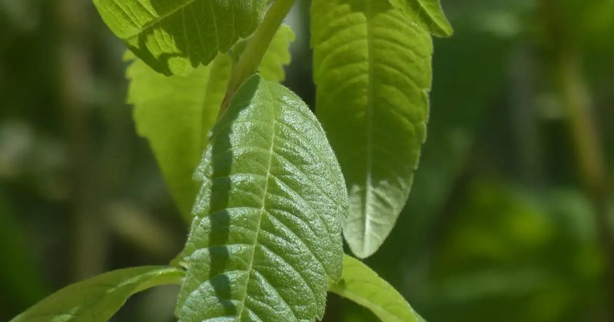 Pot de verveine bien développé sur un balcon ensoleillé, feuillage dense prêt pour la récolte