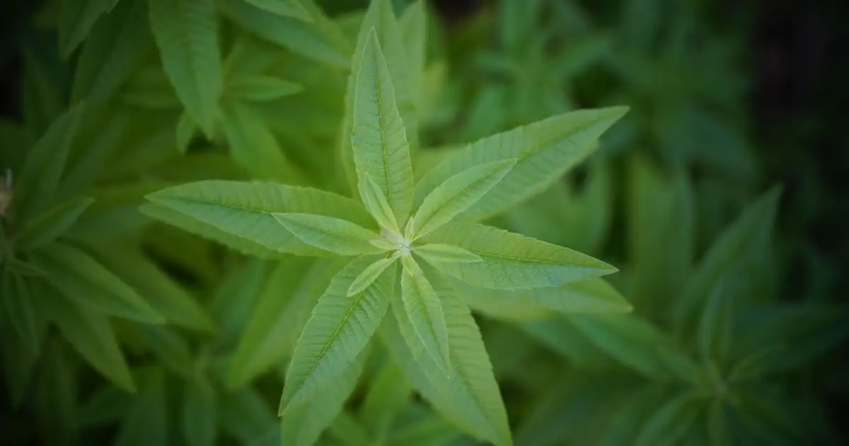Tasse de tisane de verveine avec feuilles séchées à côté, prête à être dégustée après infusion
